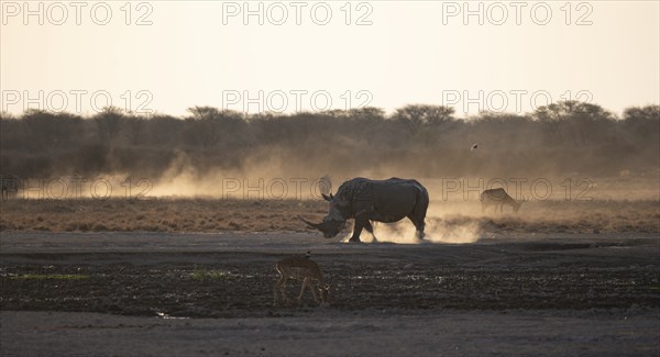 Southern white rhinoceros (Ceratotherium simum simum) kicking up dust, in the evening light, Khama Rhino Sanctuary, Serowe, Botswana, Africa