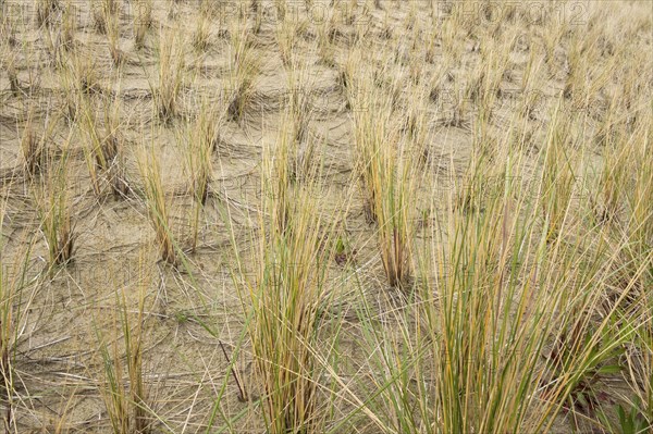 Culm planting on the dune, dune grass, marram grass, North Sea coast, Amrum, North Sea island, North Frisia, Schleswig-Holstein, Germany, Europe