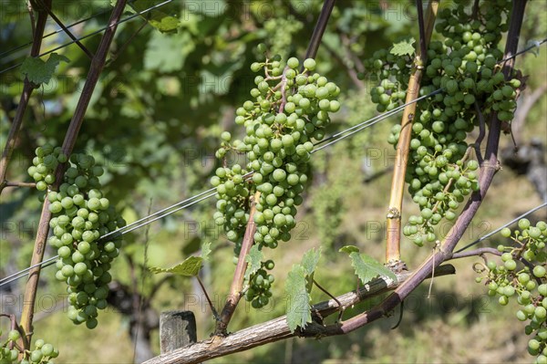 Grapes, fruit clusters of grapevines (Vitis), Müller-Thurgau grape variety, Canton Thurgau, Switzerland, Europe