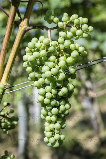 Grapes, fruit clusters of grapevines (Vitis), Müller-Thurgau grape variety, Canton Thurgau, Switzerland, Europe