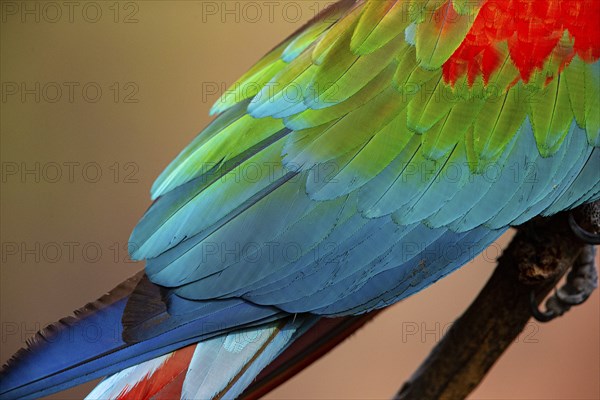 Red-and-green macaw (Ara chloropterus) Buraco das Araras Brazil#
