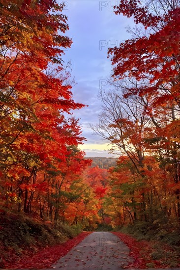 Autumn forest with leaves in varying shades of amber red and yellow in golden hour sunlight, AI generated