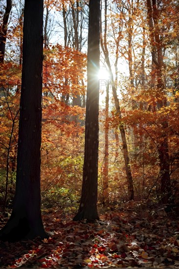 Autumn forest with leaves in varying shades of amber red and yellow in golden hour sunlight, AI generated