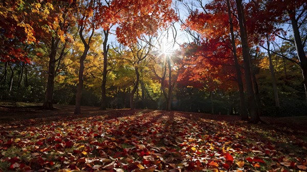 Autumn forest with leaves in varying shades of amber red and yellow in golden hour sunlight, AI generated
