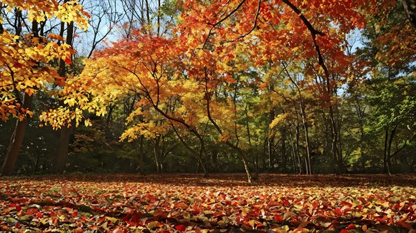 Autumn forest with leaves in varying shades of amber red and yellow in golden hour sunlight, AI generated