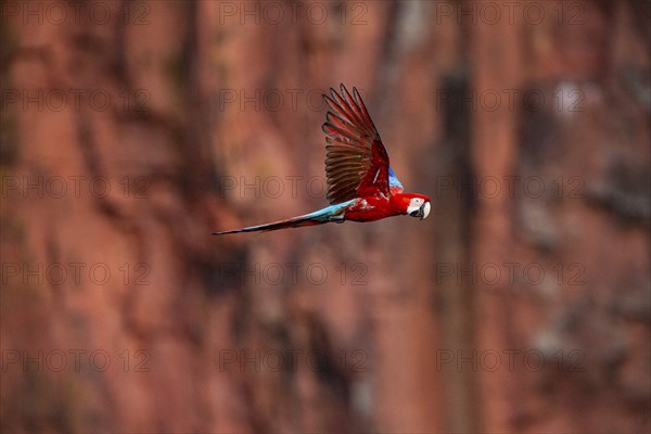 Red-and-green macaw (Ara chloropterus) Buraco das Araras Brazil