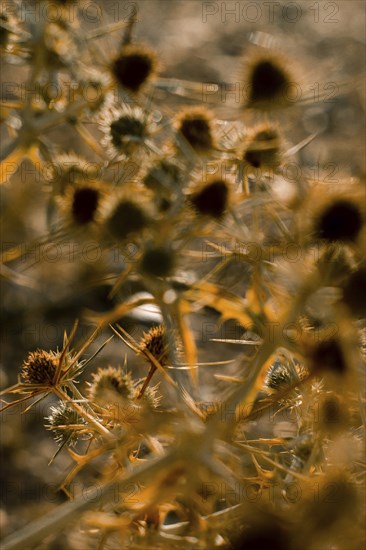 Macro image of a golden thistle detail.Cnicus benedictus.Golden dry prickly flower bush background, AI generated