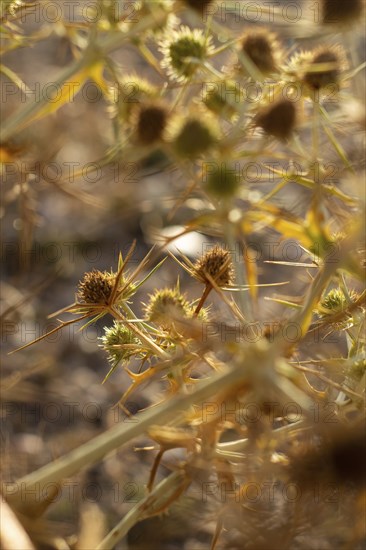 Macro image of a golden thistle detail.Cnicus benedictus.Golden dry prickly flower bush background, AI generated