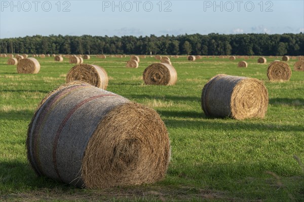 Straw bales in a field, Prerow, Mecklenburg-Western Pomerania, Germany, Europe