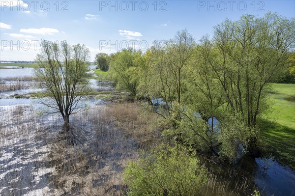 Elbe meadows, floodplain landscape, UNESCO Biosphere Reserve River Landscape ELBE, Mecklenburg-Western Pomerania, Germany, Europe