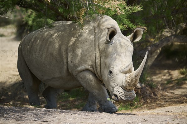 Square-lipped rhinoceros (Ceratotherium simum), walking in the dessert, captive, distribution Africa