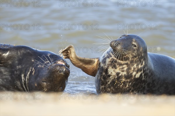 Grey (Halichoerus grypus) seal two adult animals playing in the surf of the sea, Norfolk, England, United Kingdom, Europe