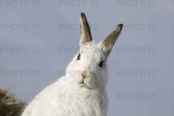 Close-up portrait of mountain hare (Lepus timidus), Alpine hare, snow hare in white winter pelage sitting in the snow, Cairngorms NP, Scotland, UK