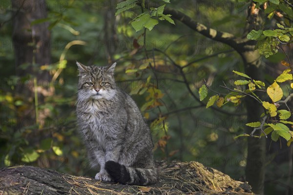 European Wildcat (Felis silvestris silvestris) portrait in forest, Germany, Europe