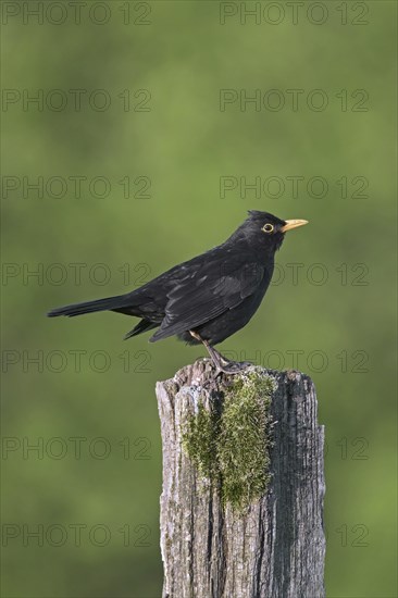 Eurasian blackbird (Turdus merula), common blackbird male perched on weathered wooden fence pole along grassland, meadow
