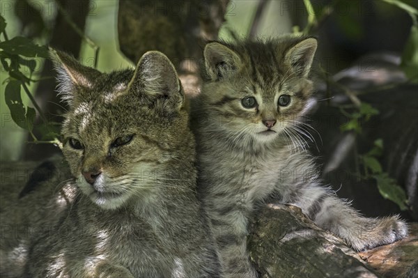 European wildcat (Felis silvestris silvestris), wild cat female with kitten resting in underbrush in forest