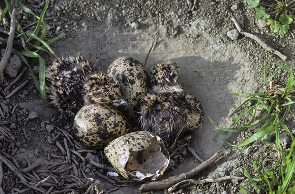 Northern Lapwing (Vanellus vanellus) chicks hatching among eggs in nest on the ground