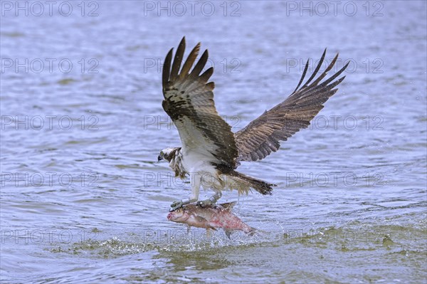Western osprey (Pandion haliaetus) with caught fish in its talons, taking off from water surface of lake in late summer
