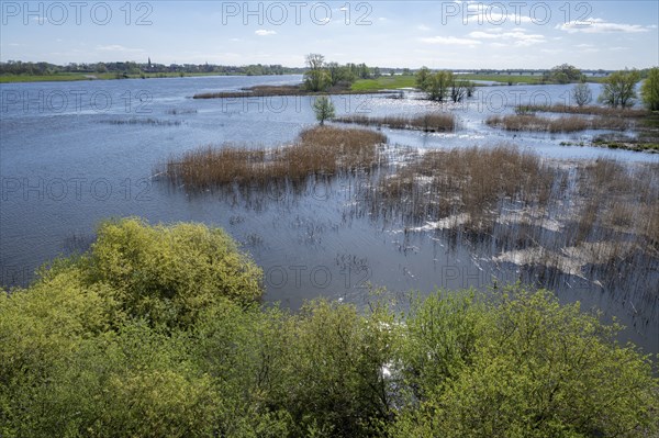 Elbe meadows, floodplain landscape, UNESCO Biosphere Reserve ELBE River Landscape, back of Dömitz, Mecklenburg-Western Pomerania, Germany, Europe