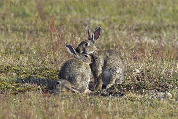 European rabbits (Oryctolagus cuniculus), common rabbit adult with two juveniles sitting in front of burrow, warren entrance in meadow