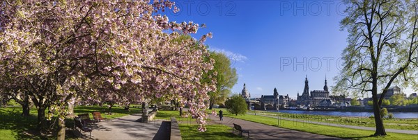Spring on the Königsufer in Dresden
