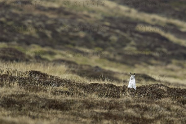 Mountain hare (Lepus timidus), Alpine hare, snow hare in white winter pelage foraging in heathland in the Cairngorms NP in spring, Scotland, UK