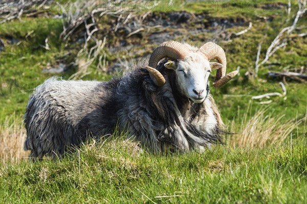 Wild RAM of sheep from Haraldshaugen, HAUGESUND, North Sea in Rogaland County, Ã…krafjord, Norway, Europe