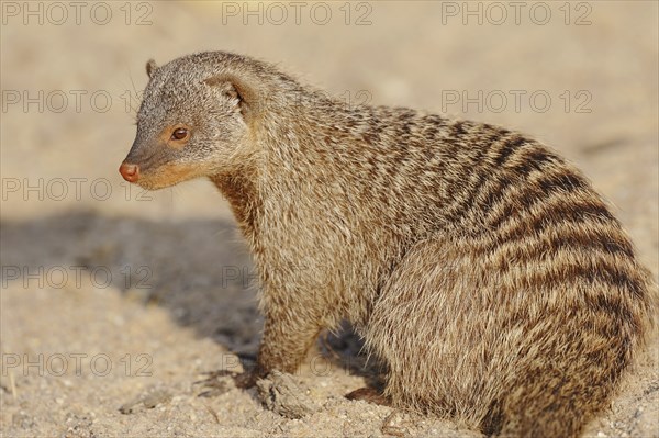 Banded mongoose (Mungos mungo), captive, occurrence in Africa
