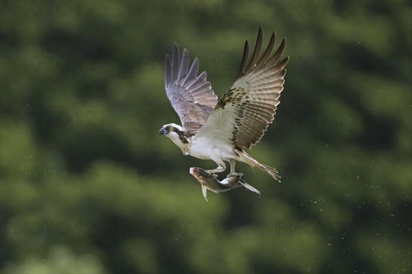 Western osprey (Pandion haliaetus) in flight with caught fish prey in its talons, flying over water of lake in late summer