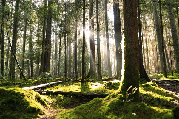 Early rays of sunshine break through the trees in a moss-covered forest, Unterhaugstett, Black Forest, Germany, Europe