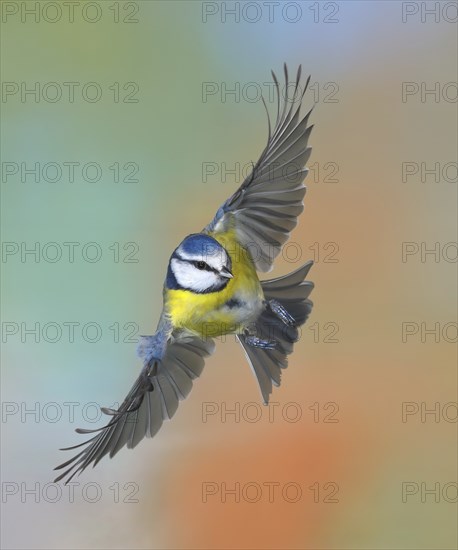 Blue tit (Parus caeruleus), side view, in flight, high speed aerial photograph, animals, birds, Siegerland, North Rhine-Westphalia, Germany, Europe
