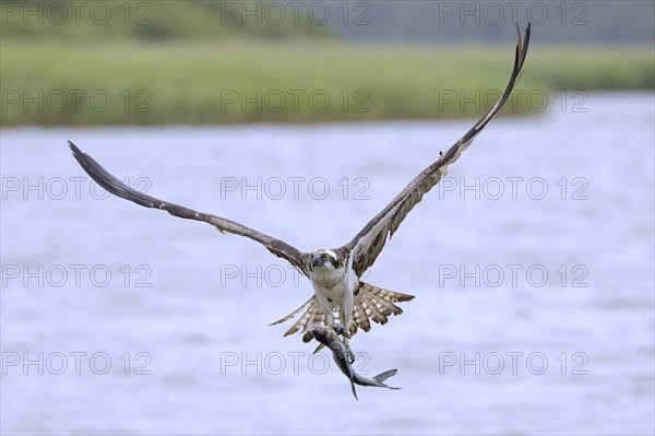 Western osprey (Pandion haliaetus) in flight with caught fish prey in its talons, flying over water of lake in late summer