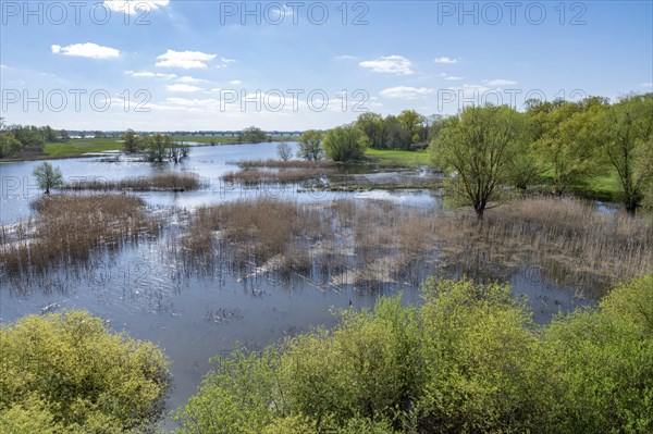 Elbe meadows, floodplain landscape, UNESCO Biosphere Reserve River Landscape ELBE, Mecklenburg-Western Pomerania, Germany, Europe