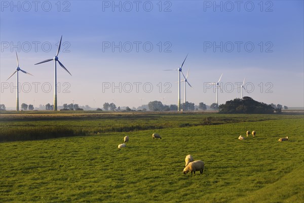 Sheep in the marshland with wind turbines, Pilsum, Krummhörn, East Frisia, Lower Saxony, North Sea, Germany, Europe