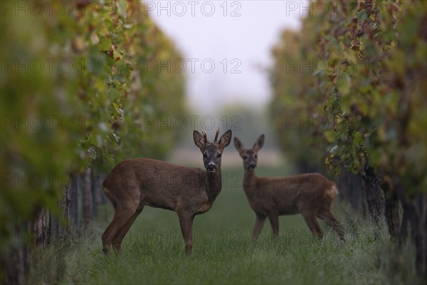 European roe deer (Capreolus capreolus) with fawn in autumn leaves, Wittlich, Rhineland-Palatinate, Germany, Europe