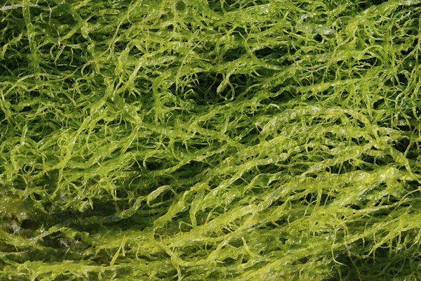Intestinal kelp (Enteromorpha), Brittany, France, Europe