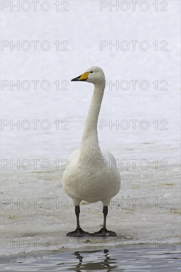 Whooper swan (Cygnus cygnus) standing on ice of frozen pond in winter