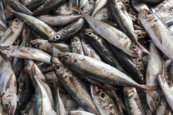 Herring (Clupeidae), fish market, market hall Mercado dos Lavradores, Funchal, Madeira Island, Portugal, Europe