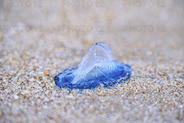 Sea (Velella velella) raft jellyfish lying on the sand on a beach, near Tarragona, Catalonia, Spain, Europe
