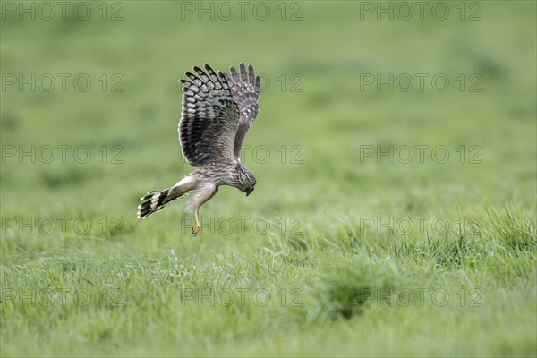 Hen harrier (Circus cyaneus), Emsland, Lower Saxony, Germany, Europe
