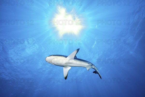 Grey reef shark (Carcharhinus amblyrhynchos) swimming backlit under the sun through open water blue sea, Pacific Ocean, Caroline Islands, Yap Island, Yap State, Federated States of Micronesia, Australia, Oceania