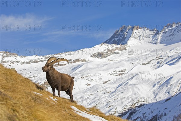 Alpine ibex (Capra ibex) male foraging in the snow in winter in the Gran Paradiso National Park, Italian Alps, Italy, Europe