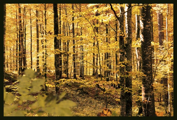 Autumn, forest, trees, discolouration, leaves, yellow, atmospheric, sunlight, Kreuth, Bavaria, Germany, Europe