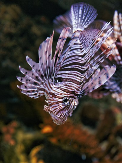 Pacific red lionfish (Pterois volitans) in the Aquarium, Oceanario de Lisboa, Lisbon, Portugal, Europe