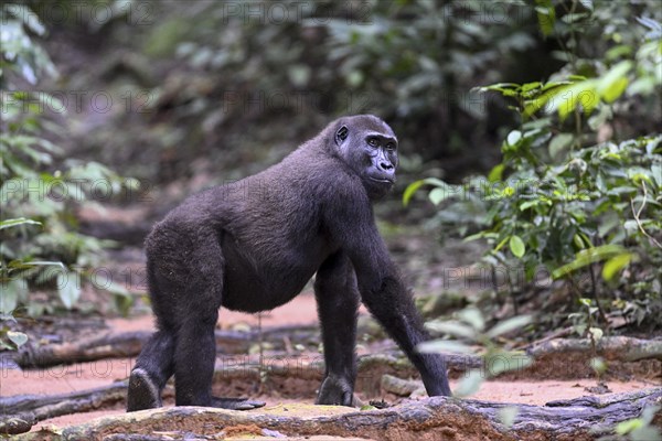 Western lowland gorilla (Gorilla gorilla gorilla) near the Baï-Hokou forest clearing, female, Dzanga-Ndoki National Park, Unesco World Heritage Site, Dzanga-Sangha Complex of Protected Areas (DSPAC), Sangha-Mbaéré Prefecture, Central African Republic, Africa