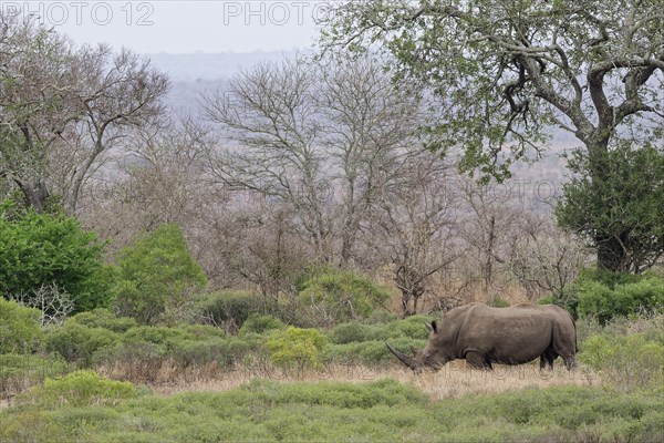 Southern white rhinoceros (Ceratotherium simum simum), adult male foraging in the thickets, morning light, Kruger National Park, South Africa, Africa