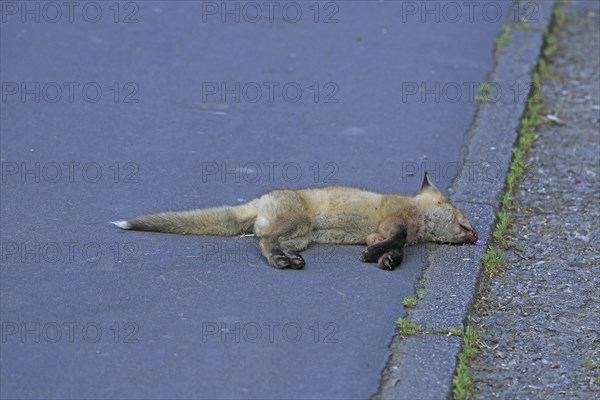 Red fox (Vulpes vulpes), A dead fox lying on the tarmac by the roadside