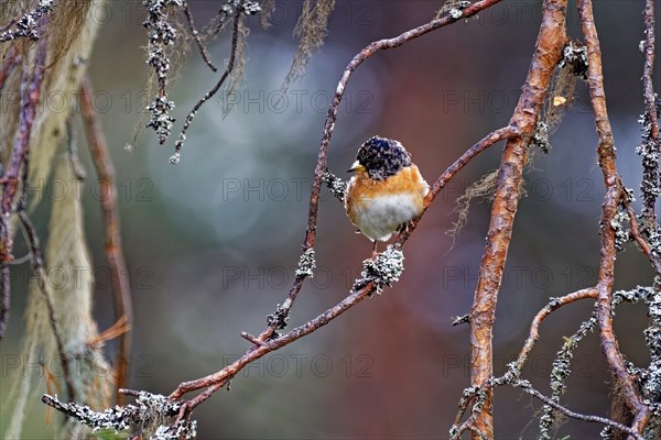 Brambling (Fringilla montifringilla) standing on branch, tree lichen, Northern Finland, Finland, Europe