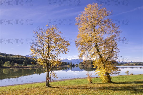 Linden trees (Tilia) at Forggensee near Füssen, Allgäu Alps, Allgäu, Bavaria, Germany, Europe