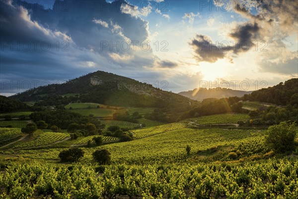 Dentelles de Montmirail, Vaucluse Department, Provence, Provence-Alpes-Côte dAzur, France, Europe